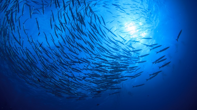 Η κλιματική κρίση θερμαίνει τις θάλασσες και πλήττει τους πληθυσμούς των ψαριών Title